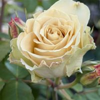 薔薇,お花,愛媛県,庭の画像