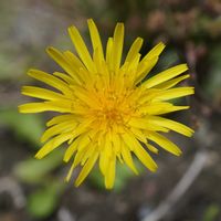 ベロニカ,タンポポ,頭花,グランドカバー,黄色い花の画像