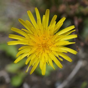 ベロニカ,タンポポ,頭花,グランドカバー,黄色い花の画像