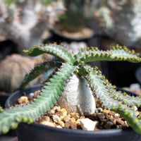 ユーフォルビア・ステラータ,多肉植物,観葉植物,塊根植物,塊根の画像