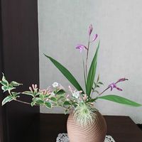 ウツギ,オキナグサ,シラン,オキナグサの綿毛,庭の花の画像