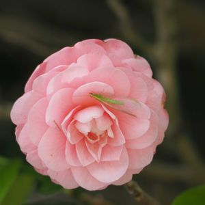 ニワゼキショウ,エノキ,オトメツバキ,紫陽花 アジサイ あじさい,モンシロチョウの画像