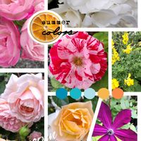 エニシダ,バラ,パンジー,小さな幸せ♡,ばら バラ 薔薇の画像