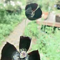 アネモネ,オルレア,シラーペルビアナ,黒花ポピー ブラックマジック,庭の花の画像
