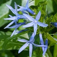 ムサシアブミ,シラカシ,チョウジソウ,チョウジソウ（丁字草）,シラカシの花の画像