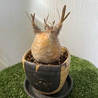 グラキリス,塊根植物,可愛い,コーデックス,パキポディウム属の画像