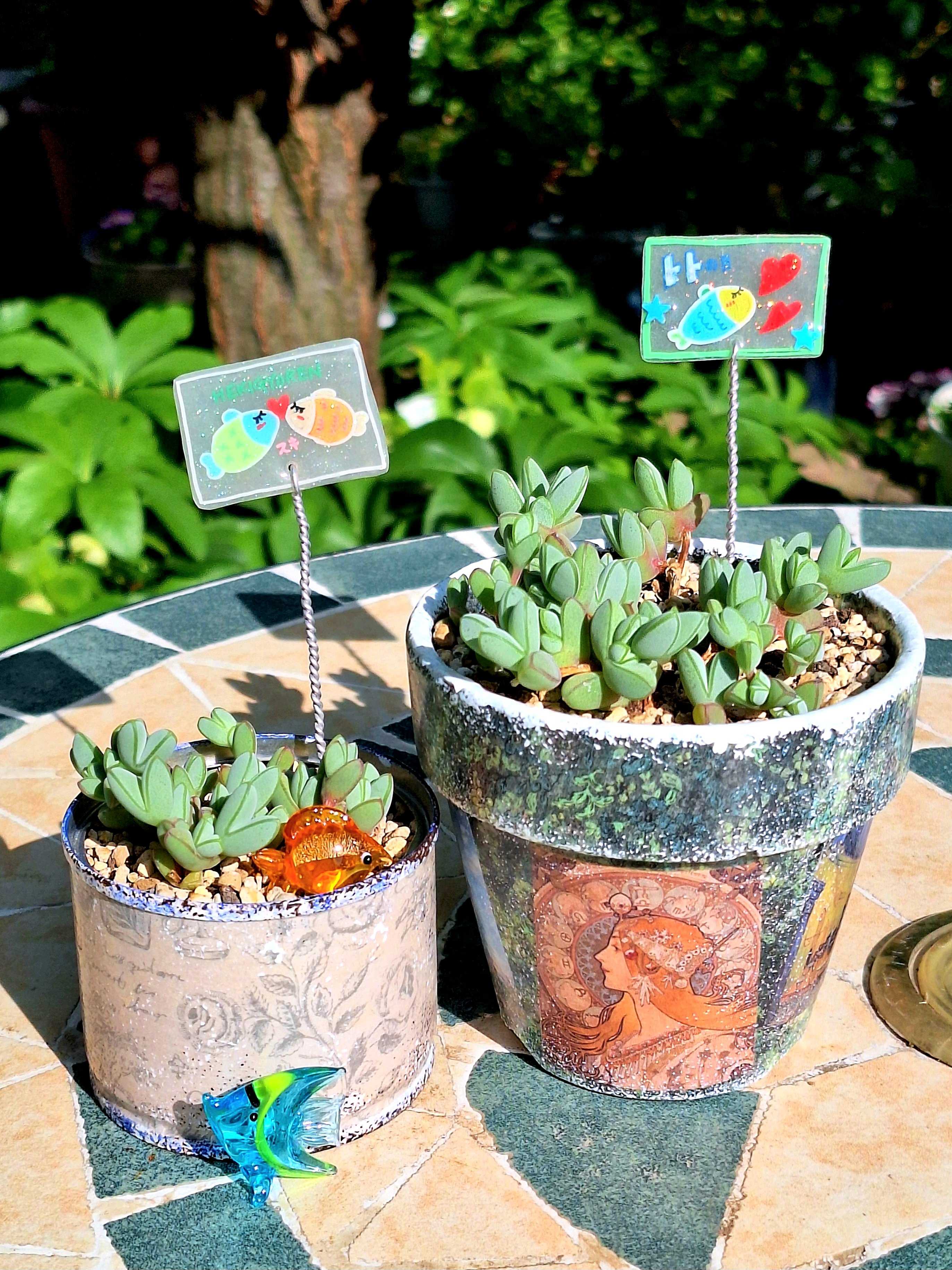 インテリアにおすすめ！多肉植物を壁掛けでかわいく飾るアイデア集