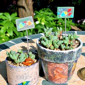 碧魚連,碧魚連,ヘキギョレン,多肉植物,リメ缶の画像