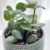 ペペロミア,ペペロミア ホープ,多肉植物,ペペロミア属,メネデールの画像