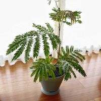 エバーフレッシュ,寒さに弱い,水切れに注意！,縁側,室内観葉植物の画像