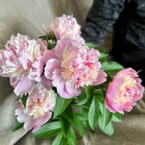 シャクヤク,シャクヤク,切り花,鉢植え,ガーデニングの画像
