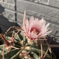 サボテン,綾波,綾波,綾波,多肉植物の画像