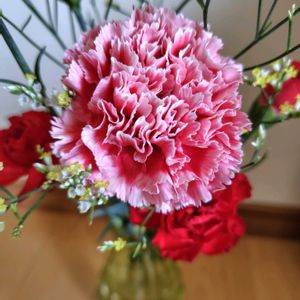 カーネーション,カーネーション,切り花,母の日,花いろいろの画像