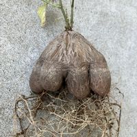 亀甲竜,塊根植物,コーデックス,ディオスコレア属,珍奇植物の画像