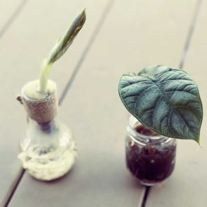 観葉植物,ウッドデッキの画像