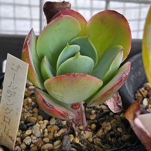 ゴールデングロ―,多肉植物,スパルタ多肉,放置多肉,タニラーの画像