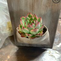 花うららの画像