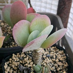 唐印(デザートローズ),多肉植物,スパルタ多肉,放置多肉,タニラーの画像