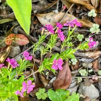クフェア,ニワゼキショウ,キキョウソウ,豆軍配薺（マメグンバイナズナ）,茅花(つばな)の画像