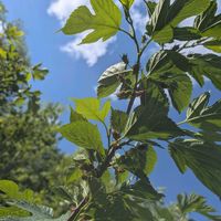 アザミ,クワ,ムラサキケマン,スイバ,フキの花後の画像
