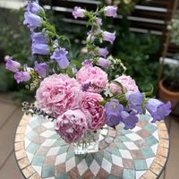 カンパニュラ,ジャーマンカモミール,サルビア ネモローサ カラドンナ,芍薬　サラベルナール,母の日の画像