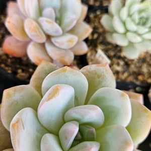 エケベリア,ラウリンゼ,多肉植物,スパルタ多肉,放置多肉の画像