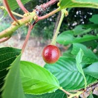 サクラ,サクラ,サクランボ,ソメイヨシノ,ソメイヨシノの画像