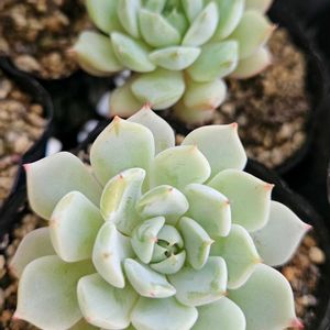 エケベリア,エケベリア 野バラの精,多肉植物,スパルタ多肉,放置多肉の画像