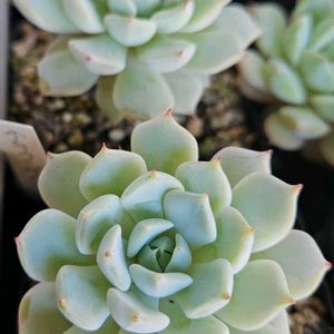 エケベリア,ザラコーザ,多肉植物,スパルタ多肉,放置多肉の画像