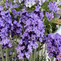 イングリッシュラベンダー,ビオラ・碧いうさぎ,鉢植え,花が好き,スマホ撮影の画像