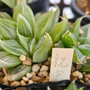 ハオルチア,祝宴錦,祝宴錦(斑なし),多肉植物,スパルタ多肉の画像