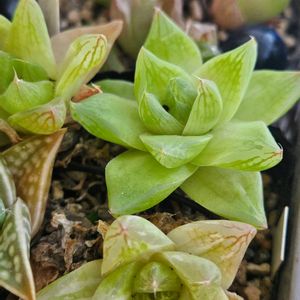 ハオルチア,京の華錦,多肉植物,スパルタ多肉,放置多肉の画像