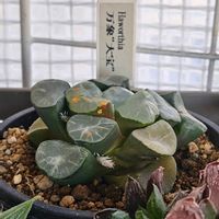 ハオルチア,万象　大宝,多肉植物,スパルタ多肉,放置多肉の画像