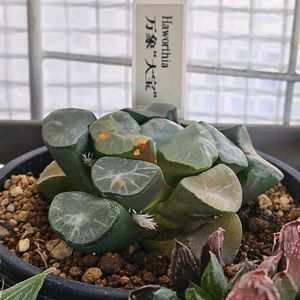 ハオルチア,万象　大宝,多肉植物,スパルタ多肉,放置多肉の画像