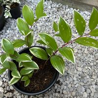 アマドコロ,斑入りアマドコロの画像