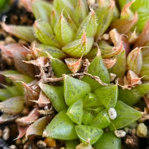 ハオルチア,多肉植物,スパルタ多肉,放置多肉,タニラーの画像
