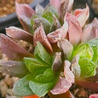 ハオルチア,多肉植物,スパルタ多肉,放置多肉,タニラーの画像