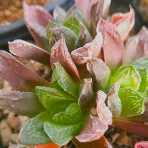 ハオルチア,多肉植物,スパルタ多肉,放置多肉,タニラーの画像