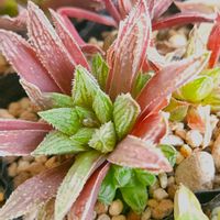 ハオルチア,多肉植物,スパルタ多肉,放置多肉,タニラーの画像