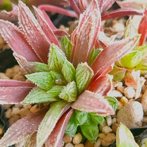 ハオルチア,多肉植物,スパルタ多肉,放置多肉,タニラーの画像