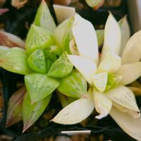 ハオルチア,宝草錦,多肉植物,スパルタ多肉,放置多肉の画像