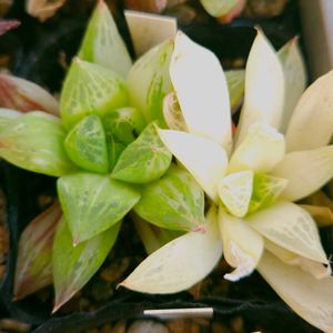 ハオルチア,宝草錦,多肉植物,スパルタ多肉,放置多肉の画像
