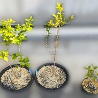 ブルーベリー,鉢植え,プランター,ブルーベリーの苗木,鉢植えブルーベリーの画像