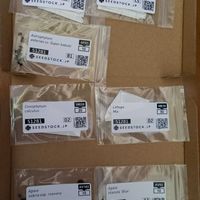 多肉植物,実生,リトープス属,コノフィツム属,種まきの画像