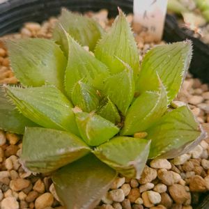ハオルチア,ハオルチア　レッドブルー,多肉植物,スパルタ多肉,放置多肉の画像