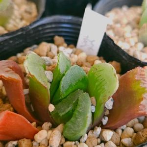 ハオルチア,ハオルチア 静鼓,多肉植物,スパルタ多肉,放置多肉の画像