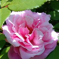 イカリソウ,エビネ,オヤブジラミ,ばら バラ 薔薇,親戚の庭の画像