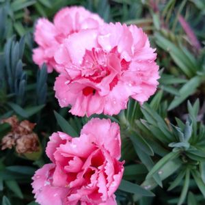 カーネーション,鉢植え,ガーデニング,花束,母の日の画像