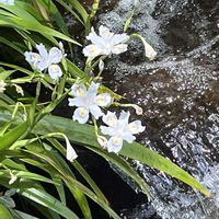 シャガ,ニリンソウ,ムラサキケマン,山野草,今日のお花の画像