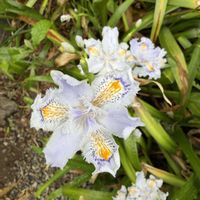 シャガ,ミセバヤ,七福神,フェスツカ グラウカ,多肉植物の画像